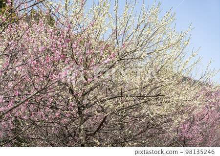 大麥子神社觀梅園 98135246