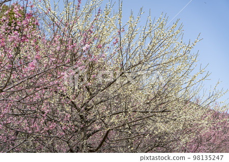 Kanbaien at Omashiko Shrine 98135247
