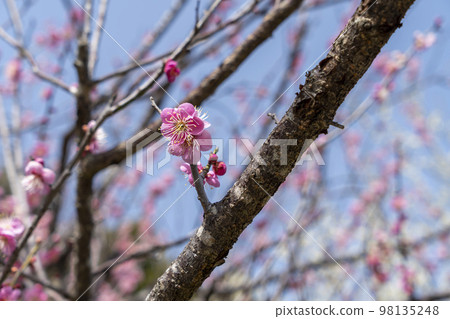 大麥子神社觀梅園 98135248