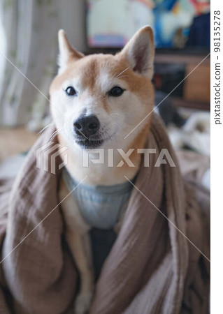 Shiba Inu wearing a blanket Shiba Inu wearing a blanket 98135278