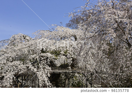 上賀茂神社(Kamowakeikazuchi Shrine) Goshozakura 上賀茂神社(Kamowakeikazuchi Shrine) Goshozakura 98135778