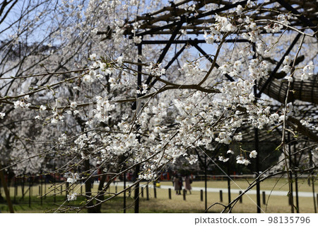 上賀茂神社(Kamowakeikazuchi Shrine) Goshozakura 上賀茂神社(Kamowakeikazuchi Shrine) Goshozakura 98135796
