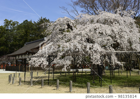 上賀茂神社(Kamowakeikazuchi Shrine) Goshozakura 上賀茂神社(Kamowakeikazuchi Shrine) Goshozakura 98135814
