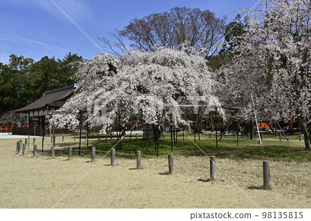 上賀茂神社(Kamowakeikazuchi Shrine) Goshozakura 上賀茂神社(Kamowakeikazuchi Shrine) Goshozakura 98135815