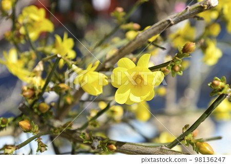 Kamigamo Shrine (Kamowakeikazuchi Shrine) Weeping Clouds and Yellow Plum Blossoms Kamigamo Shrine (Kamowakeikazuchi Shrine) Weeping Clouds and Yellow Plum Blossoms 98136247