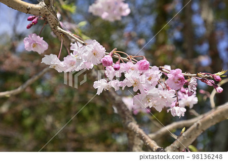 Kamigamo Shrine (Kamowakeikazuchi Shrine) Miyako no Benishidare 98136248