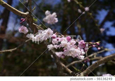 上賀茂神社 (Kamowakeikazuchi Shrine) Miyako no Benishidare 上賀茂神社 (Kamowakeikazuchi Shrine) Miyako no Benishidare 98136249