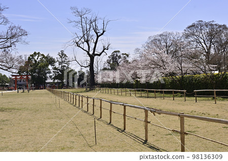 Kamigamo Shrine (Kamowakeikazuchi Shrine) Sakura Kamigamo Shrine (Kamowakeikazuchi Shrine) Sakura 98136309