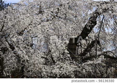 上賀茂神社(Kamowakeikazuchi Shrine) Goshozakura 上賀茂神社(Kamowakeikazuchi Shrine) Goshozakura 98136380