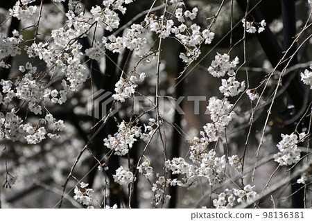 上賀茂神社(Kamowakeikazuchi Shrine) Goshozakura 上賀茂神社(Kamowakeikazuchi Shrine) Goshozakura 98136381
