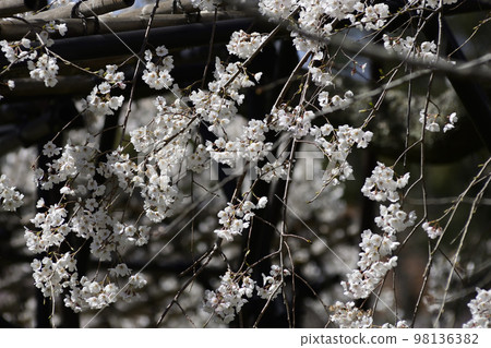 上賀茂神社(Kamowakeikazuchi Shrine) Goshozakura 上賀茂神社(Kamowakeikazuchi Shrine) Goshozakura 98136382