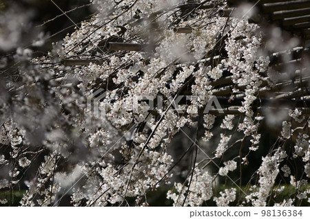 Kamigamo Shrine (Kamowakeikazuchi Shrine) Goshozakura Kamigamo Shrine (Kamowakeikazuchi Shrine) Goshozakura 98136384