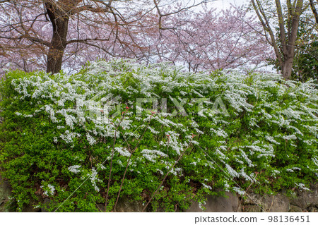 Kitamoto Camp Field, Yukiryu, Cherry Blossom Season, Spring Scenery, Kitamoto City 98136451