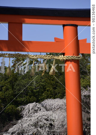 上賀茂神社 (Kamowakeikazuchi Shrine) Ichino Torii 和 Goshozakura 上賀茂神社 (Kamowakeikazuchi Shrine) Ichino Torii 和 Goshozakura 98136468