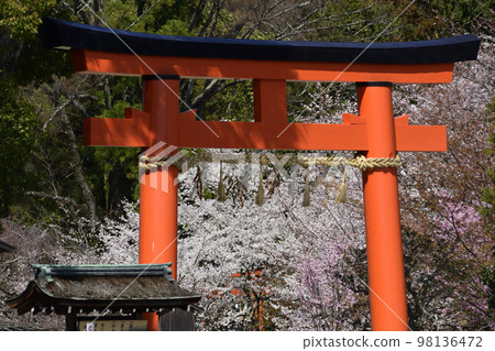 Kamigamo Shrine (Kamowakeikazuchi Shrine) Ichino Torii and Goshozakura Kamigamo Shrine (Kamowakeikazuchi Shrine) Ichino Torii and Goshozakura 98136472