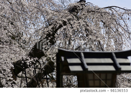 Kamigamo Shrine (Kamowakeikazuchi Shrine) First torii gate and cherry blossoms Kamigamo Shrine (Kamowakeikazuchi Shrine) First torii gate and cherry blossoms 98136553