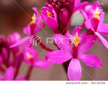 表皮花特寫 98136566