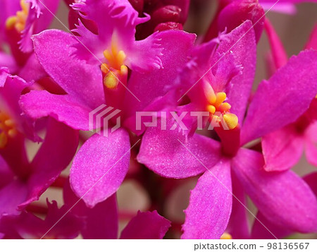 Epidendrum flower close-up 98136567
