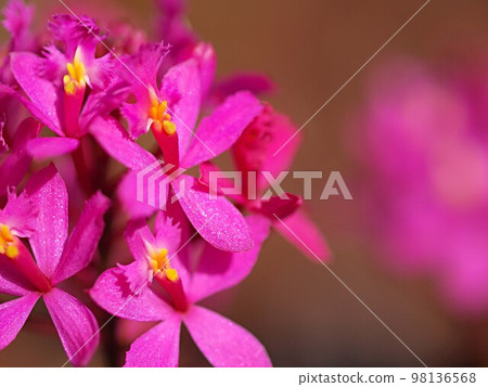表皮花特寫 98136568