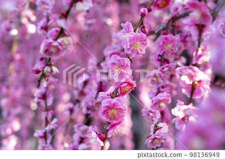 Awaji Island Yagi's Weeping Plum 98136949