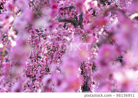 Awaji Island Yagi's Weeping Plum 98136951