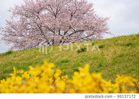 Ipponzakura Forsythia Kitamoto Campfield Spring Scenery 98137172
