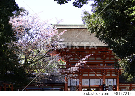 Kamomioya 神社 (Shimogamo 神社) 塔門和櫻花 98137213