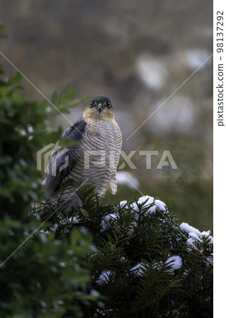 Sparrowhawk looking for prey 98137292