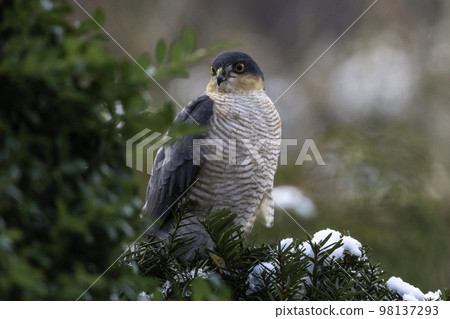 Sparrowhawk looking for prey 98137293