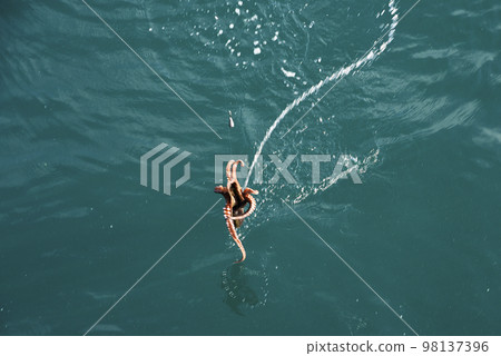 octopus spitting water - Stock Photo [98137396] - PIXTA