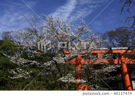 Kamomioya神社（下鴨神社）櫻花和鳥居 98137474