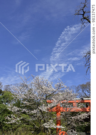 Kamomioya神社（下鴨神社）櫻花和鳥居 98137475