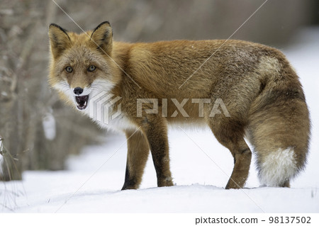 依偎在雪地裡的蝦夷赤狐 98137502