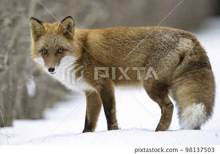 依偎在雪地裡的蝦夷赤狐 依偎在雪地裡的蝦夷赤狐 98137503