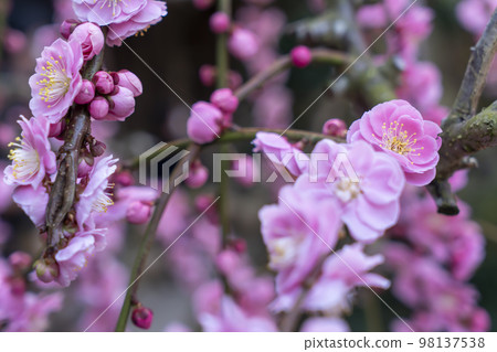 Awaji Island Yagi's Weeping Plum 98137538