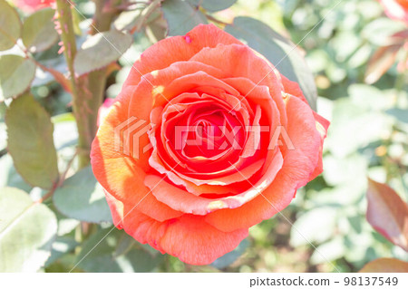 Rose [Variety: Superstar] 98137549