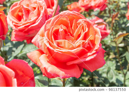 Rose [Variety: Superstar] 98137550