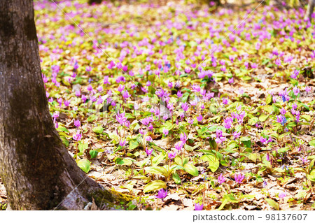 Dogtooth violet flowers in full bloom "Yamano grass" Dogtooth violet flowers in full bloom "Yamano grass" 98137607