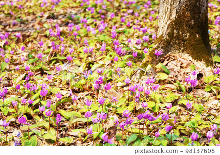 Dogtooth violet flowers in full bloom "Yamano grass" Dogtooth violet flowers in full bloom "Yamano grass" 98137608
