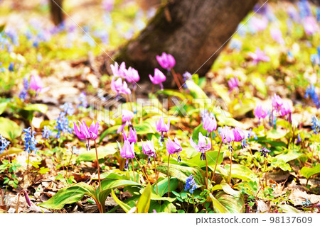 Dogtooth violet flowers in full bloom "Yamano grass" Dogtooth violet flowers in full bloom "Yamano grass" 98137609