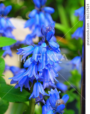 Scilla (perbiana) flower 98137624