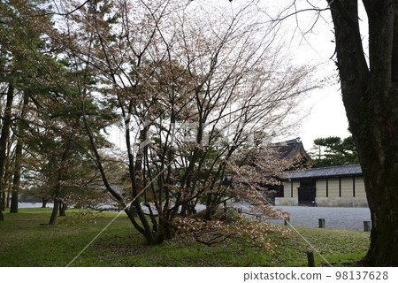 Sakura pine tree at the site of Kyoto gyoen Gakushuin Sakura pine tree at the site of Kyoto gyoen Gakushuin 98137628