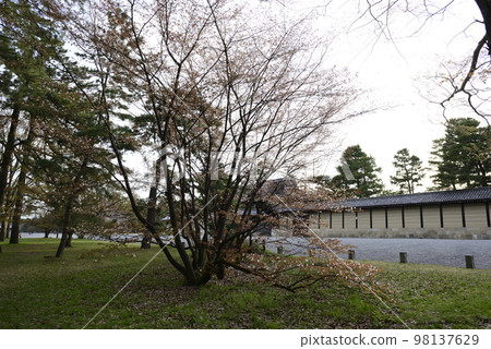 Sakura pine tree at the site of Kyoto gyoen Gakushuin 98137629