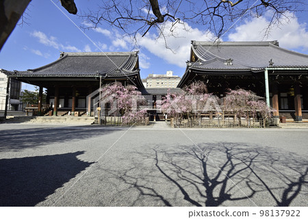 Bukkoji Temple Yaebeni Shidareitozakura Bukkoji Temple Yaebeni Shidareitozakura 98137922