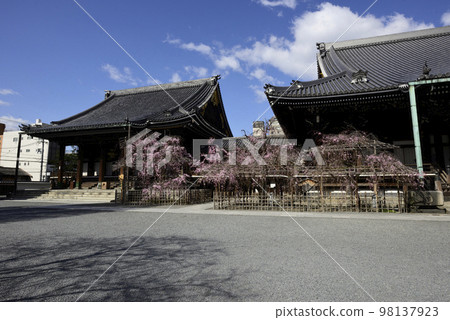 佛光寺八重紅枝櫻 佛光寺八重紅枝櫻 98137923