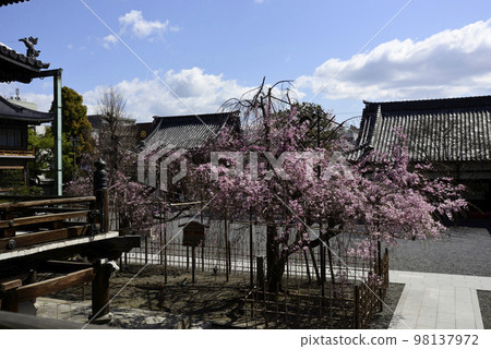 佛光寺八重紅枝櫻 佛光寺八重紅枝櫻 98137972