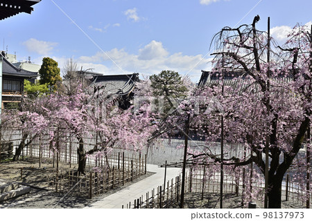 佛光寺八重紅枝櫻 佛光寺八重紅枝櫻 98137973