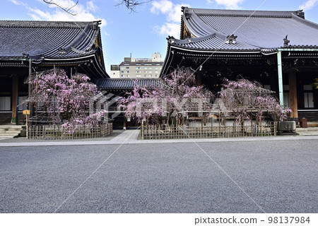 佛光寺八重紅枝櫻 佛光寺八重紅枝櫻 98137984