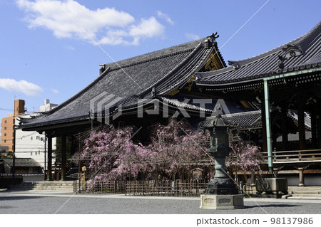 佛光寺八重紅枝櫻 佛光寺八重紅枝櫻 98137986