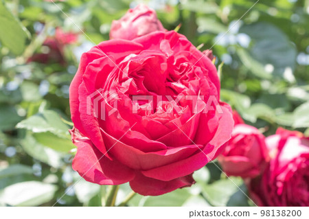 玫瑰[品種：Rouge Pierre de Ronsard] 98138200